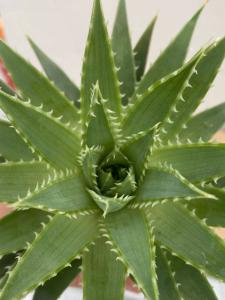 コ211 多肉植物 実生 アロエ ポリフィラ アロエ 種から発芽 Aloe Polyphylla