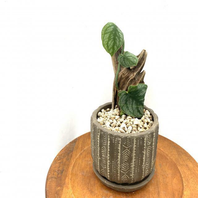 現品) モンステラ デュビア (No.61489) (クライムリーフ ヒメハブカズラ Monstera dubia)