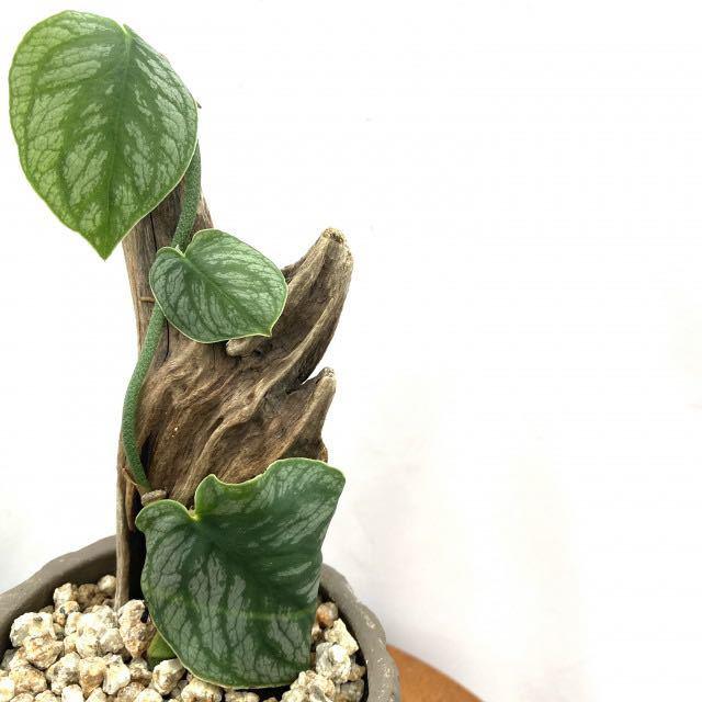 Monstera dubia モンステラ ドゥビア すごかっ