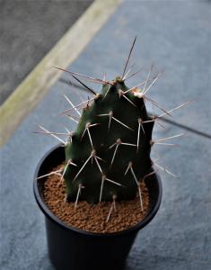 ☆多肉植物☆サボテン☆オプンチア・スルフレア【Opuntia sulphrea longispinus 】【別名：村娘】強長刺・3.5号・希少極美・現品