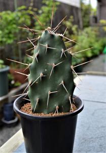 ☆多肉植物☆サボテン☆オプンチア・スルフレア【Opuntia sulphrea longispinus 】【別名：村娘】強長刺・3.5号・希少極美・現品