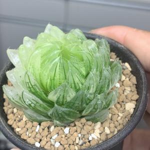 お買い物マラソン限定☆ ハオルチア 桜水晶錦 - 植物/観葉植物