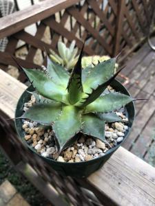 Agave Horrida アガベ ホリダ 不動剣 強刺 黒刺 発根済