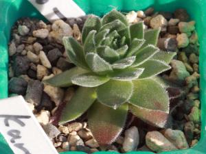 輸入センペルビブム 17 Ohio Burgundy 多肉植物 Sempervivum センペルビューム 高山植物 センペル センペルビウム