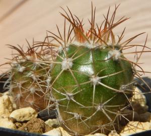 種子 メロカクタス アズレウス 鶯鳴雲 HU256 Melocactus azureus 10粒/サボテン