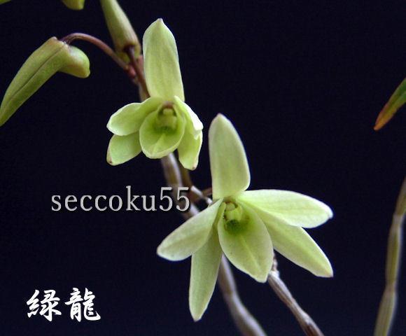 seccoku55 販売履歴[6]