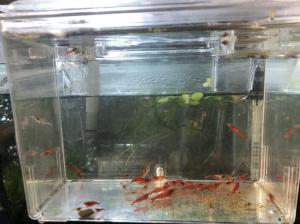 レッドチェリーシュリンプ 赤いミナミヌマエビ 抱卵個体含む30匹 A