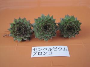 多肉植物 センペルビウム ブロンコ カット苗３本 センペルビブム 寄せ植えにも