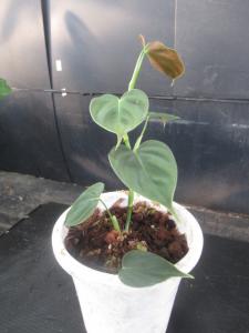 ＫＮ アマゾン原産 フィロデンドロン ルピナム（PHILODENDRON LUPINUM） 0.8Ｍ以下