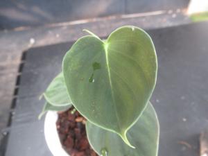 ＫＮ アマゾン原産 フィロデンドロン ルピナム（PHILODENDRON LUPINUM） 0.8Ｍ以下