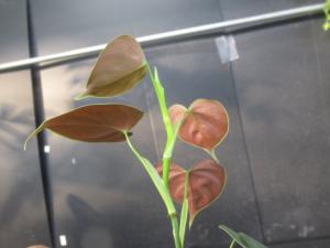 ＫＮ １円！ フィロデンドロン ルピナム（PHILODENDRON LUPINUM） 0.8Ｍ以下｜花、園芸