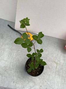 817 【塊根植物・実生】コミフォラ ブレビカリックス ベゾルム【種から発芽！・Commiphora brevicalyx var. Vezorum】