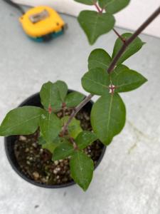 817 【塊根植物・実生】コミフォラ ブレビカリックス ベゾルム【種から発芽！・Commiphora brevicalyx var. Vezorum】