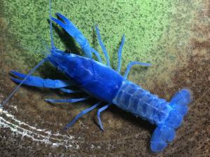 アメリカザリガニの色素変異 紺碧 Bkクリア ブルークリア 写真の個体 6センチくらいオス 青で固定されたクリアザリガニ 86