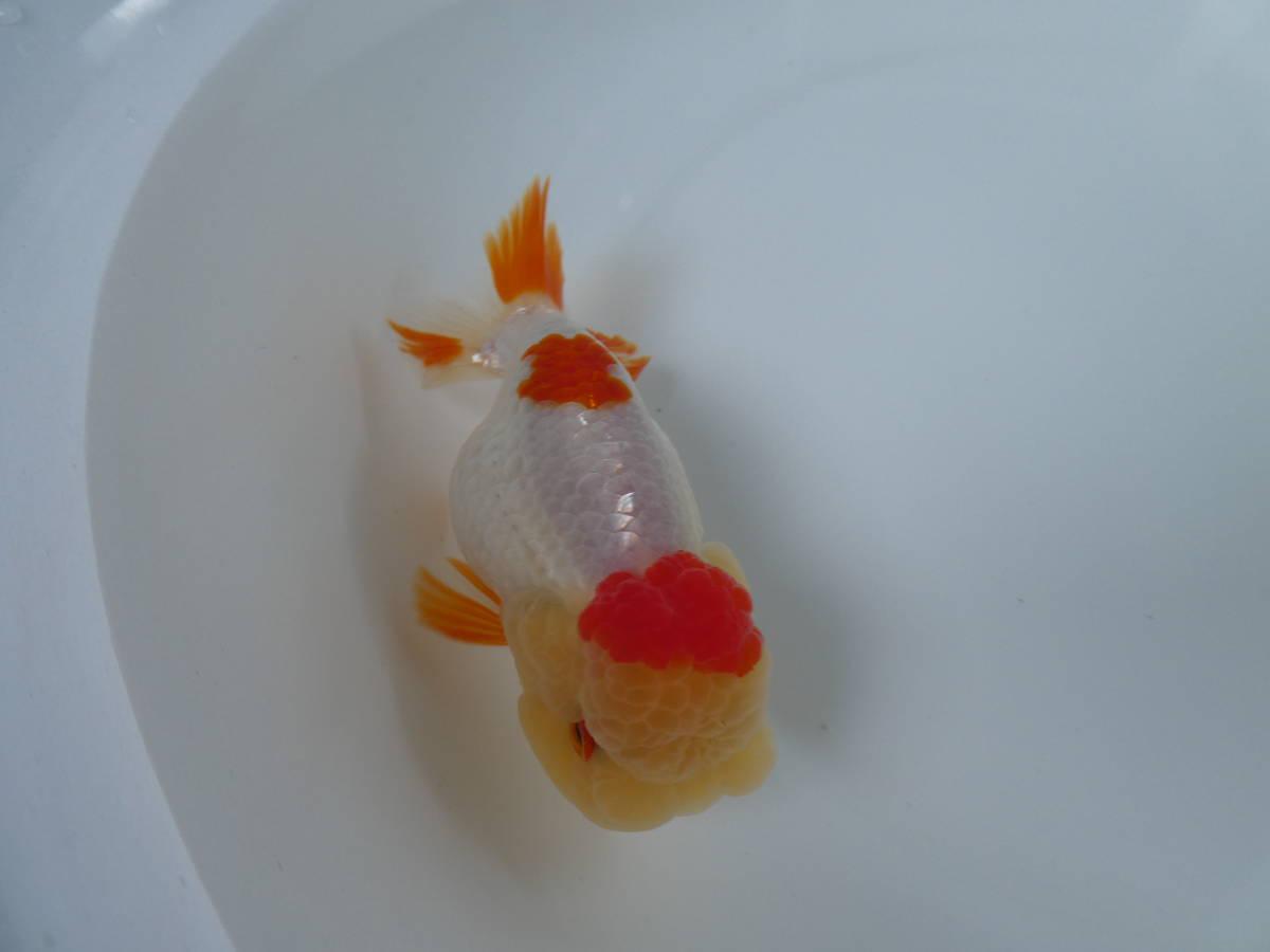 ○○⑤ 本命筋！宇野系らんちゅう ３歳魚 トキン丹頂更紗 雄 約９cm○○