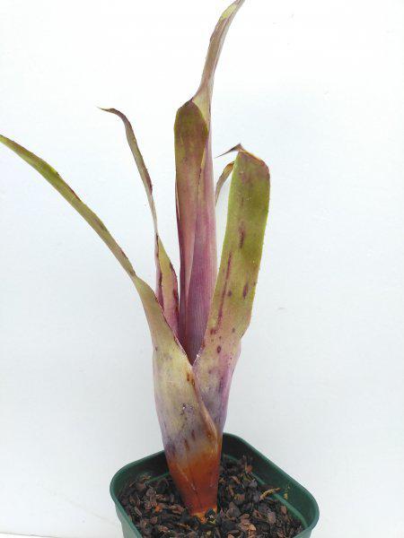 invernaderodebromelias 販売履歴[4]