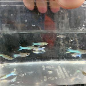 ペット 生き物 魚類 水生生物 熱帯魚 淡水魚 グッピー 検索結果 1