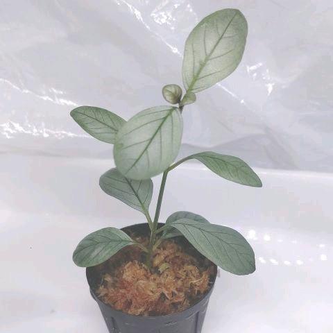 を安く買う Acanthaceae sp. Ecador アカンサセアエ sp. エクアドル