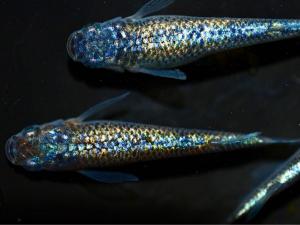 ペット、生き物│魚類、水生生物│川魚│めだか││ 検索結果[17]