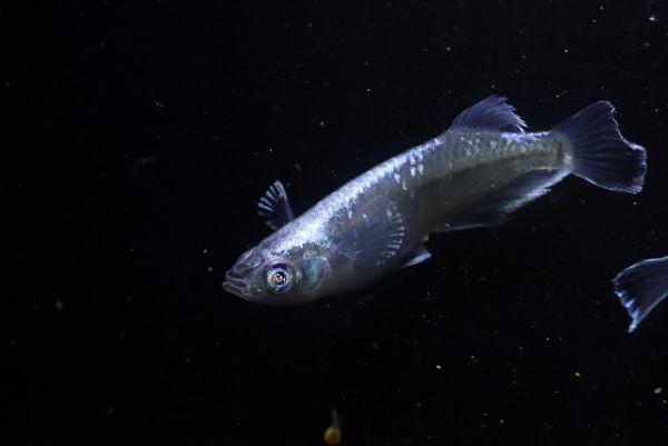 ペット、生き物│魚類、水生生物│川魚│めだか│ 検索結果[5]