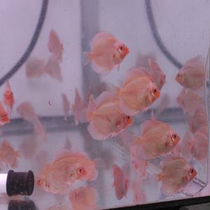 ペット、生き物│魚類、水生生物│熱帯魚│淡水魚│ディスカス│ 検索結果[2]