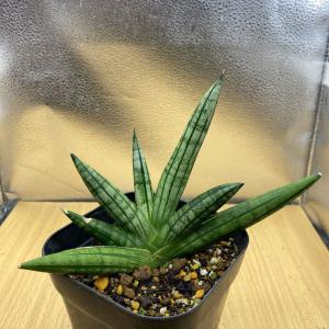 サンスベリア 難しく Sansevieria Fatman