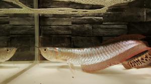 arowana20211202 販売履歴[2]