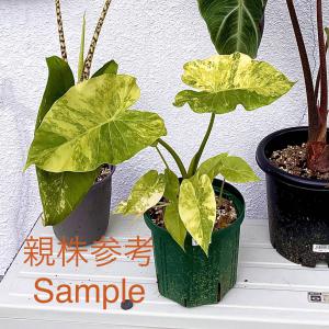 plantzplant 販売履歴[1]