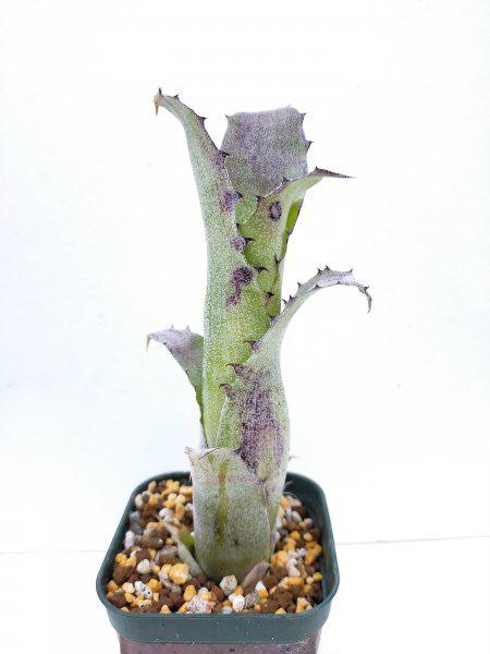 本物 Hohenbergia sp. HP #2 Leg. L.Horst & W.Rauh (s.n.)， 1987