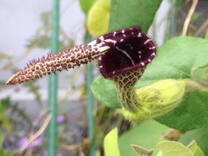 アリストロキア ゴルゴナ×グランディフロラ aristolochia ウマノスズクサ 奇花 大株 - ガーデニング