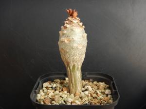 euphorbia2013 販売履歴[1]