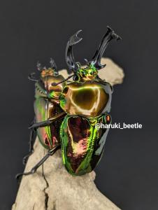 haruki_beetle 販売履歴[1]