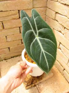 アロカシア ロンギロバ(Alocasia longiloba)