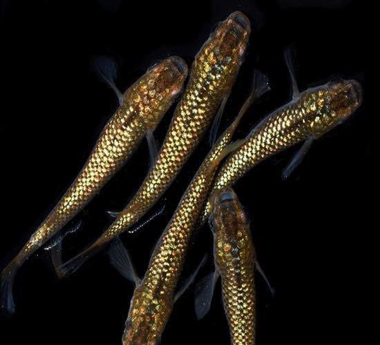 広島産 琥珀ラメ めだか卵30個 黄金 レインボーラメ 改良 メダカ 光る 最高級 超美個体 親群