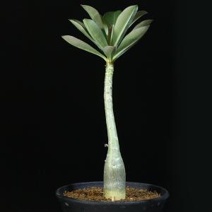 アデニウム】 ムルチフローラム 3号 2 PP Adenium multiflorum (マルチフローラム 塊根植物・塊茎植物 caudex  コーデックス)