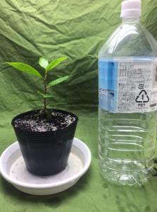 レア観葉植物・アラビアチャノキ◯カート苗12cmポット◯Catha edulis live plant