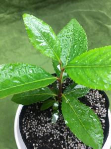 レア観葉植物・アラビアチャノキ◯カート苗12cmポット◯Catha edulis live plant