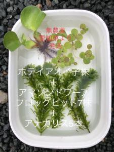 浮草2種類 アナカリス