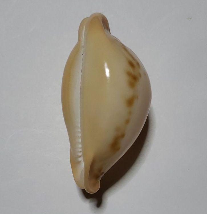 タカラガイ ウスアカネダカラ 貝殻 標本ウスアカネダカラ - その他