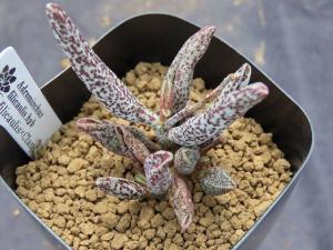 Filicaulis Clanwilliam フィリカウリス クランウィリアム 多肉植物 Adromischus アドロミスクス