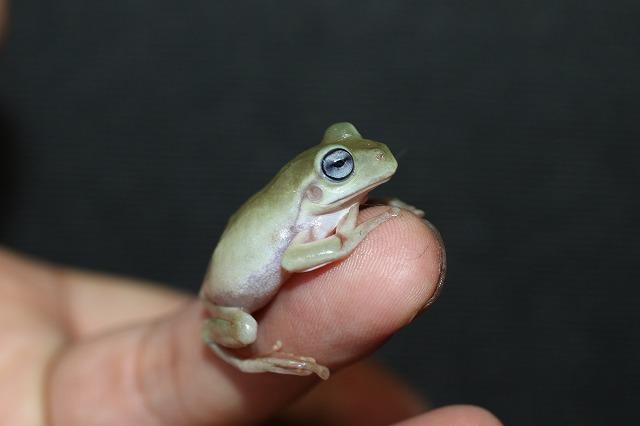 即決 1匹 アメフクラガエル 約2～4ｃｍ± 雌雄判別 ※九州地方、沖縄県、