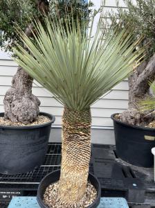 希少種】ユッカ リネアリス/Yucca linaris | gulatilaw.com