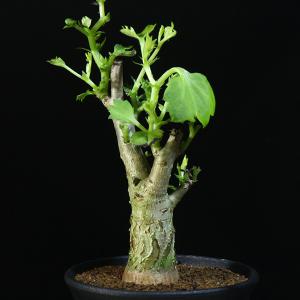 キフォステンマ】 キローサム 3.5号 1 HG 【キルロスム】 Cyphostemma cirrhosum (塊根植物 塊茎植物 caudex  コーデックス)