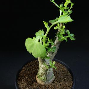 キフォステンマ】 キローサム 3.5号 1 HG 【キルロスム】 Cyphostemma cirrhosum (塊根植物 塊茎植物 caudex  コーデックス)