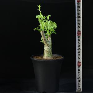 キフォステンマ】 キローサム 3.5号 1 HG 【キルロスム】 Cyphostemma cirrhosum (塊根植物 塊茎植物 caudex  コーデックス)