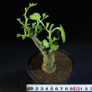 キフォステンマ】 キローサム 3.5号 1 HG 【キルロスム】 Cyphostemma cirrhosum (塊根植物 塊茎植物 caudex  コーデックス)