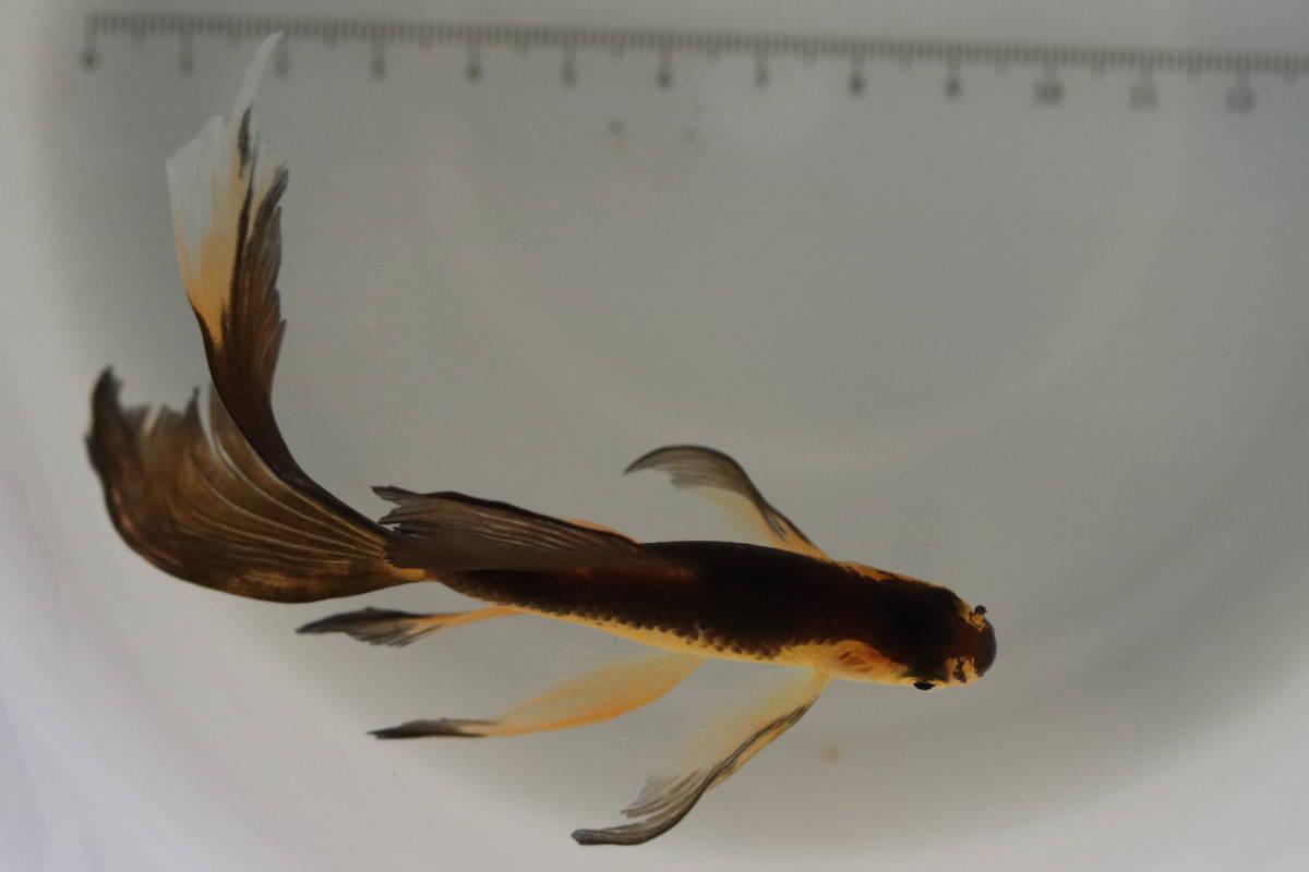 伊達めだか 】鉄魚（テツギョ）特選赤黒１匹（羽衣系） - 魚類、水生生物