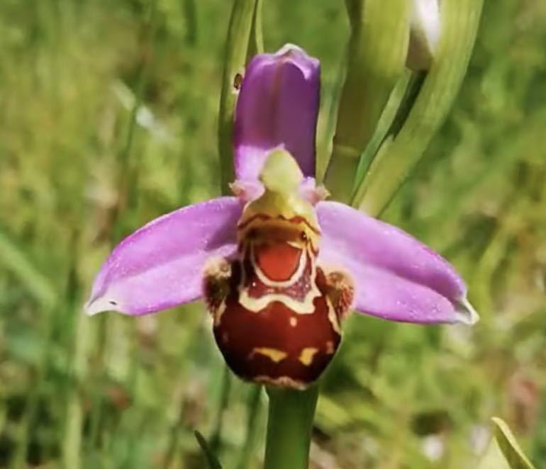 Ophrys speculum オフリス スペキュラム 洋ラン 山野草 球根ラン 開花見込み 出芽済み - 鉢植え