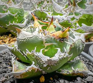 花、園芸│観葉植物│アガベ│ 検索結果[15]