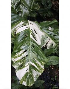 モンステラレクレリアナ コレクション 斑入りMonstera lechleriana Var.